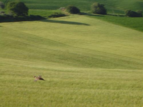 Agriturismo Il Colombaiolo Villa Pienza Kültér fotó