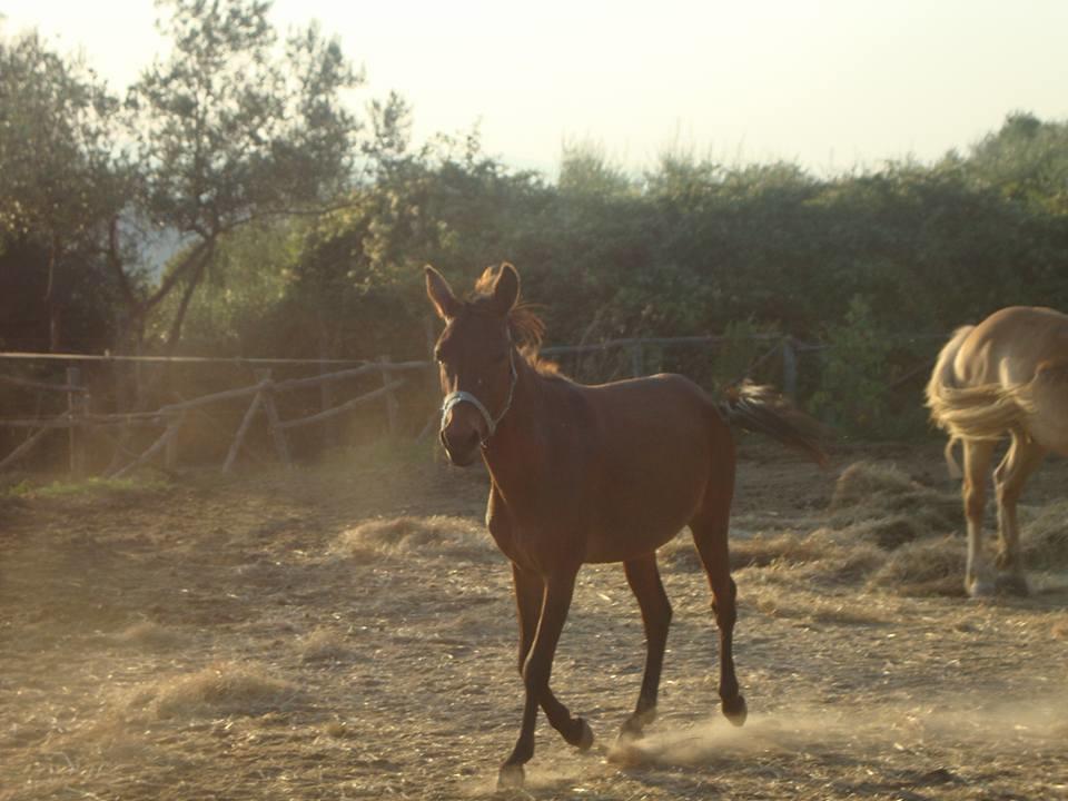 Agriturismo Colombaiolo Pienza Kültér fotó
