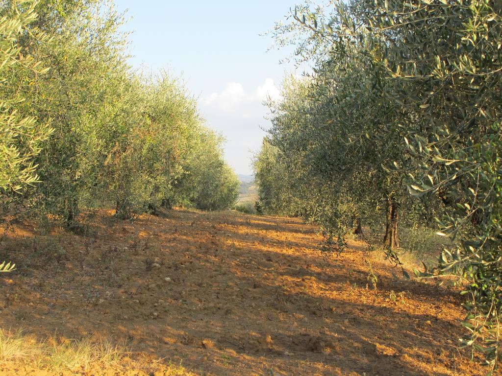 Agriturismo Il Colombaiolo Villa Pienza Kültér fotó