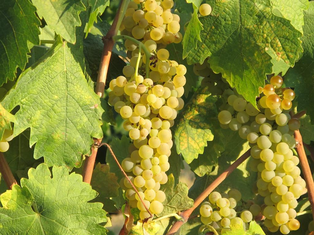 Agriturismo Colombaiolo Pienza Kültér fotó